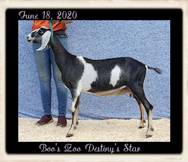 Boo's Zoo Destiny's Star