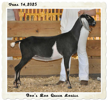 Boo's Zoo Queen Louise