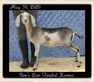 Boo's Zoo Twisted Karma