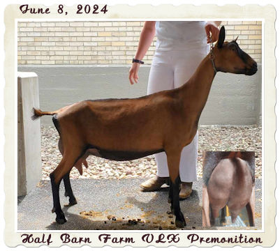 Half Barn Farm VLX Premonition