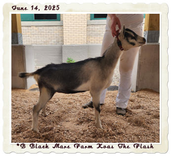 Black Mare Farm Kvas The Flash