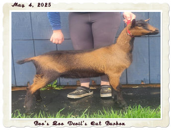 Boo's Zoo Devil's Cut Burbon