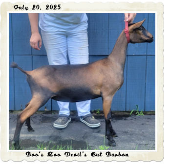 Boo's Zoo Devil's Cut Burbon
