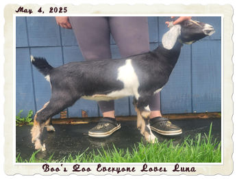 Boo's Zoo Everyone Loves Luna