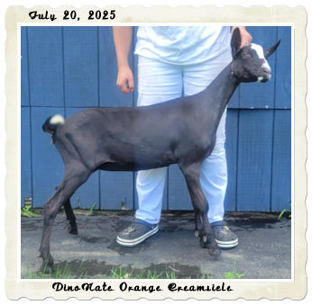 DinoNate Orange Creamsicle