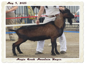 Magic Creek Mountain Hayze