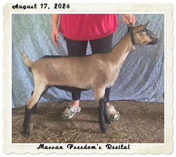 Marran Freedom's Recital